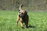 BORDER TERRIER 052